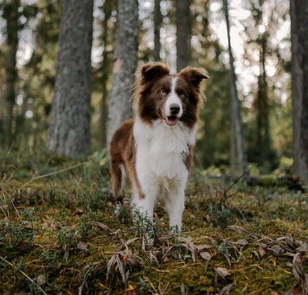 enterprise intelligence structuring brief