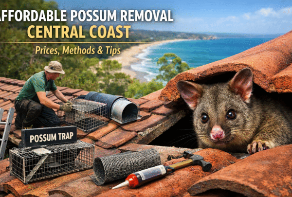 Affordable Possum Removal Central Coast: Prices, Methods & Tips